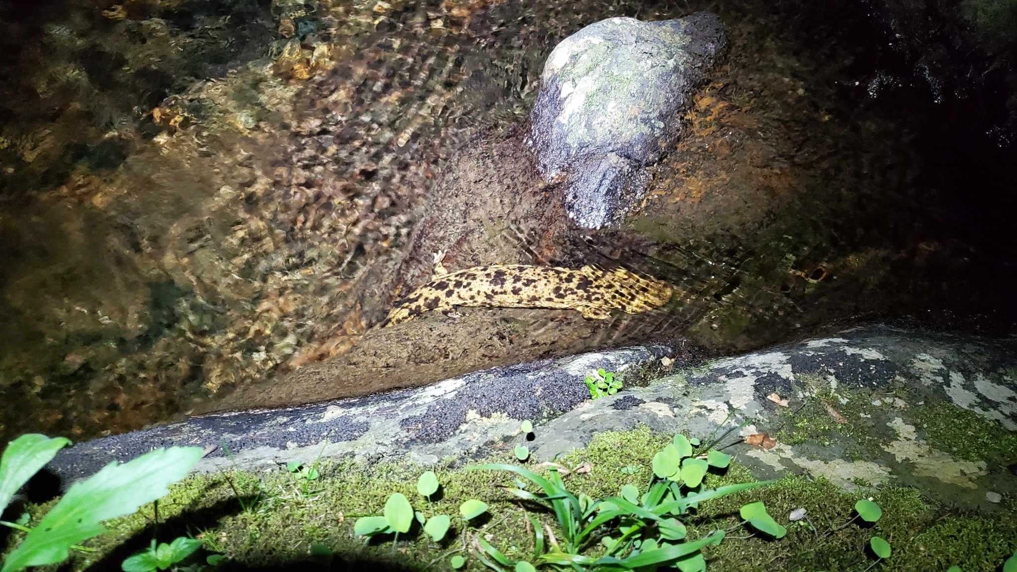 Andrias japonicus (Temminck, 1836)