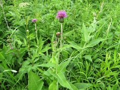 Cirsium helenioides