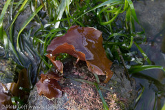 Constantinea rosa-marina