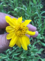 Helianthella