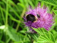 Bombus quadricolor