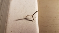 Hellinsia homodactylus