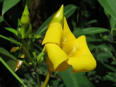 Allamanda laevis