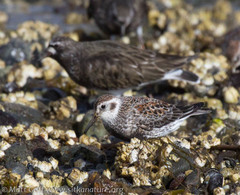 Calidris ptilocnemis