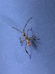 Leptoglossus occidentalis