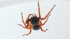 Trachelopachys gracilis