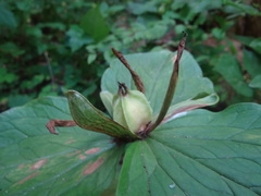 Trillium viridescens