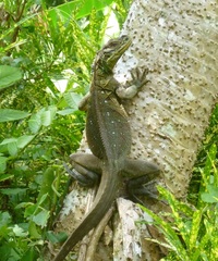 Hydrosaurus pustulatus