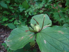 Trillium viridescens