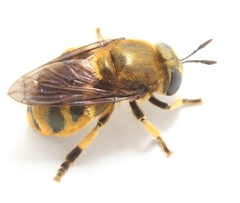 Microdon aurulentus
