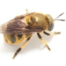 Golden-haired Ant Fly - Photo (c) b_coulter, some rights reserved (CC BY-NC), uploaded by b_coulter