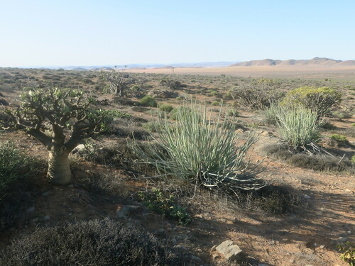 Image of Euphorbia dregeana by no rights reserved