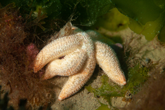 Allostichaster capensis image