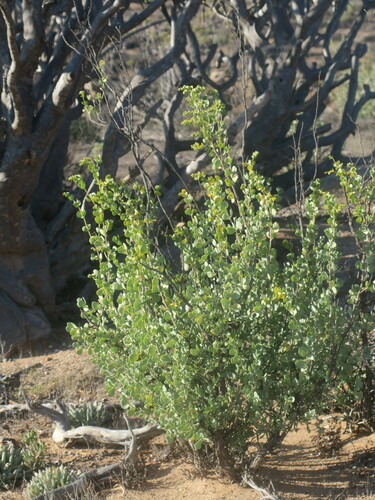 Image of Tetraena prismatocarpa by no rights reserved