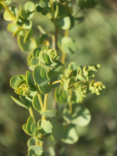 Image of Tetraena prismatocarpa by no rights reserved