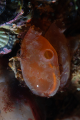 Orange-Tipped Sea Squirt photo 5