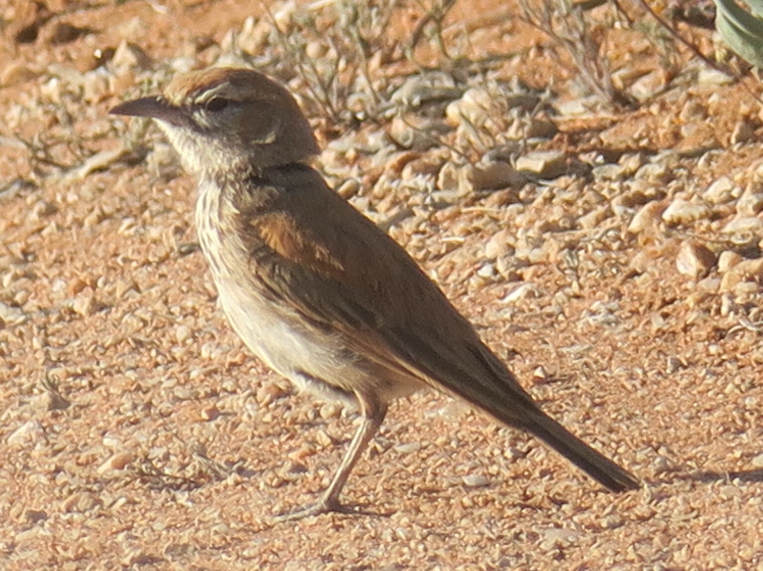 Dune Lark (Calendulauda erythrochlamys), photo 10