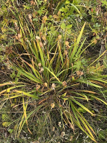 Image of Iris hookeri by no rights reserved