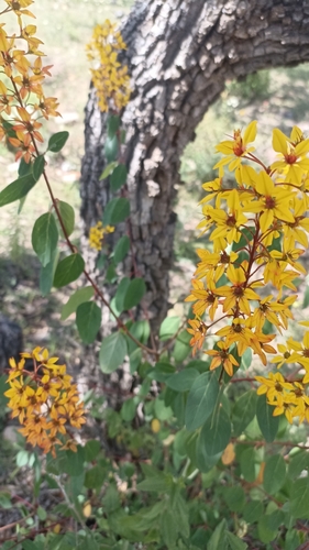 Image of Galphimia glauca by (c) Favian Flores Medina, some rights reserved (CC BY)