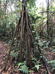Socratea