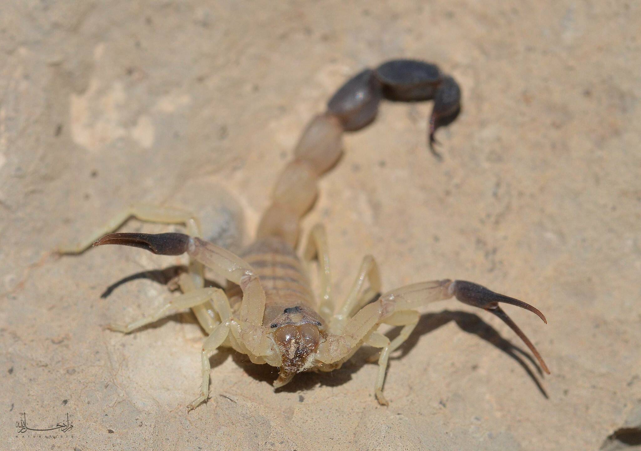 Androctonus australis