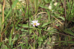 Noticastrum marginatum