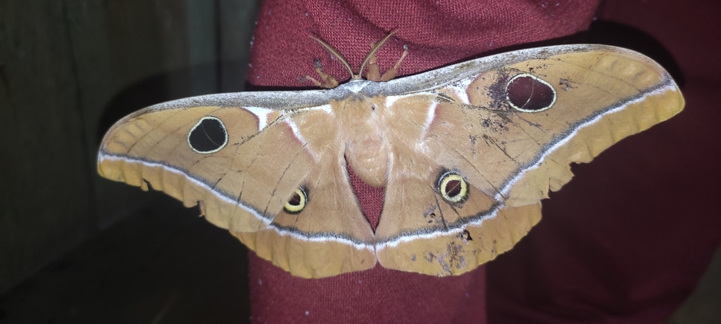 Antheraea godmani