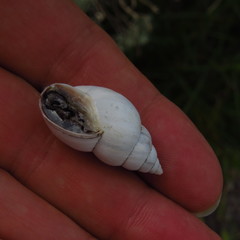 Rabdotus schiedeanus