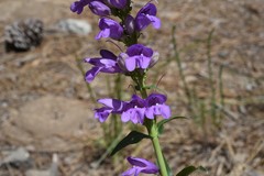 Penstemon azureus