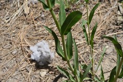 Penstemon azureus