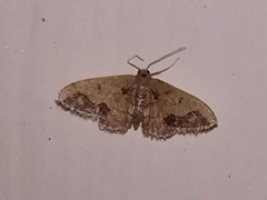 Lepidoptera