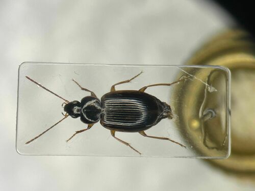 Olisthopus parmatus