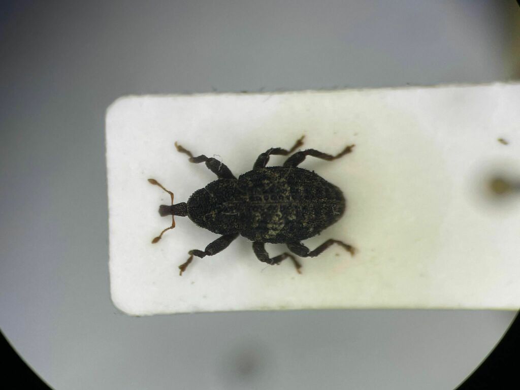 Acalles carinatus