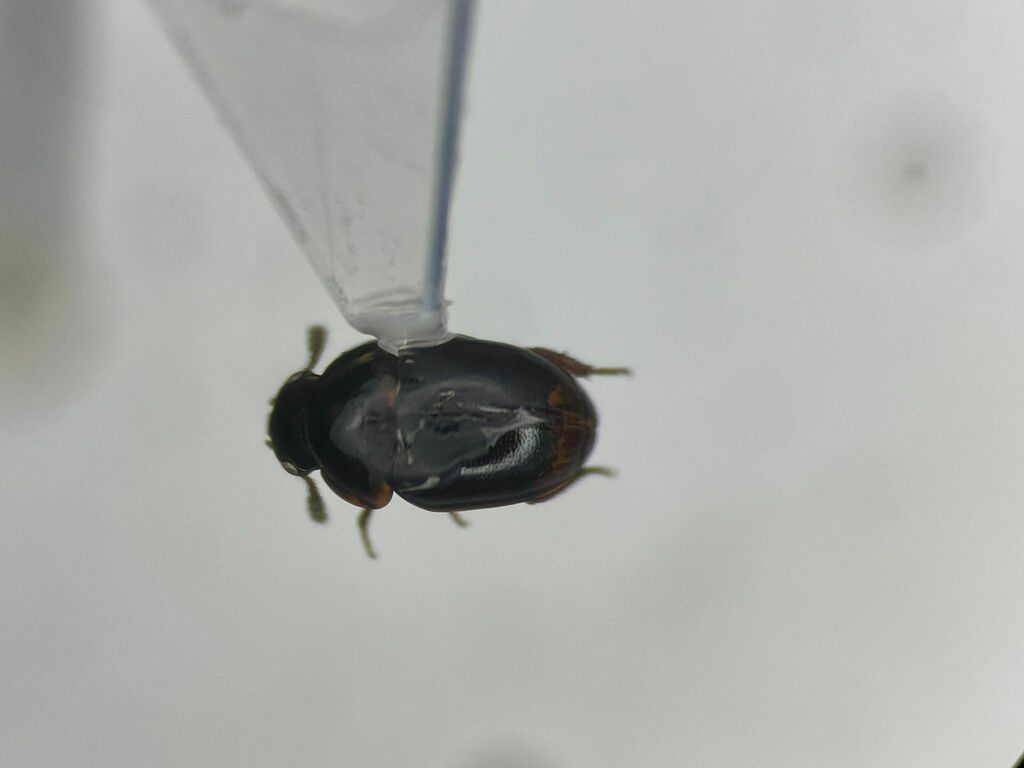 Agathidium depressum