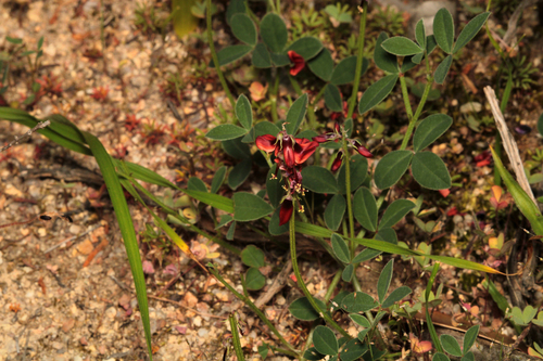 Twotone Indigo (Indigofera discolor)