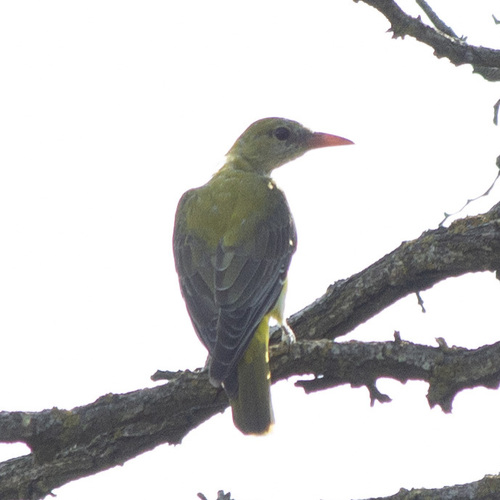 Eurasian Golden Oriole