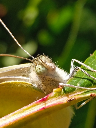Cabbage white