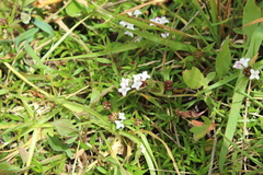 Spermacoce chartensis