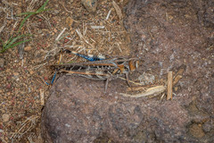 Rhammatocerus viatorius