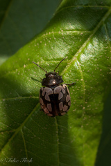 Calligrapha multiguttata