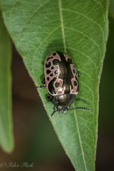 Calligrapha diversa