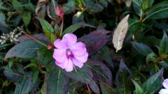 Impatiens platypetala