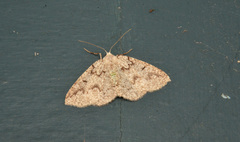 Sabulodes packardata