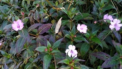 Impatiens platypetala
