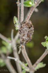 Apateticus lineolatus