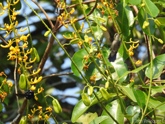 Chlorostilbon mellisugus