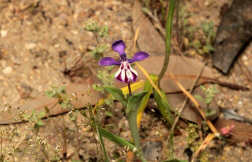 Image of Lapeirousia jacquinii by (c) Wessel Pretorius, some rights reserved (CC BY-SA)