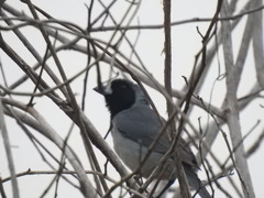 Schistochlamys melanopis