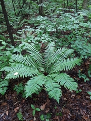 Dryopteris crassirhizoma