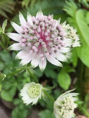 Astrantia